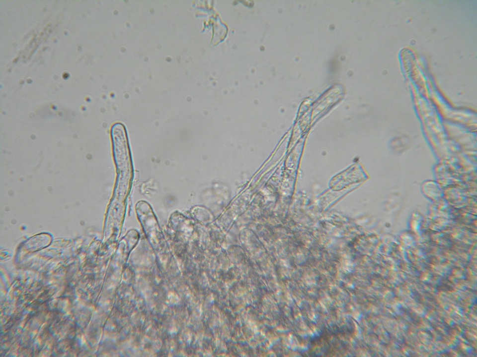 Hyphoderma subdefinitum image