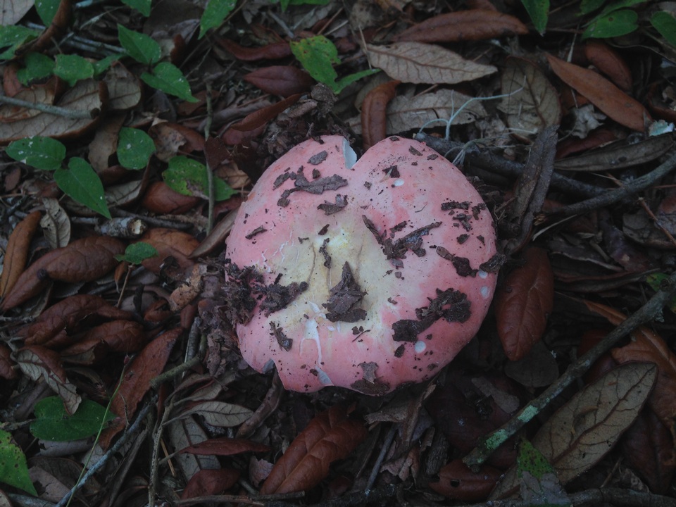 Russula hixsonii image