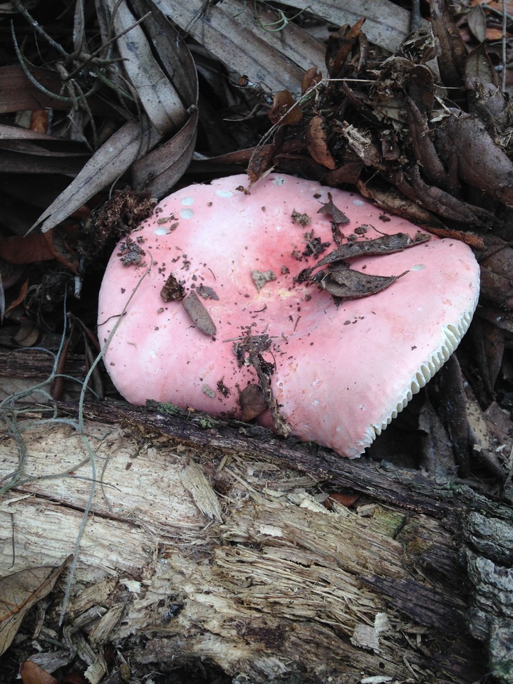 Russula hixsonii image