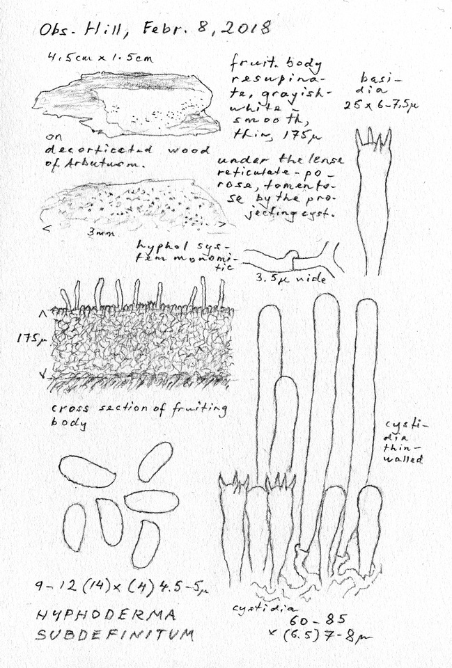 Hyphoderma subdefinitum image