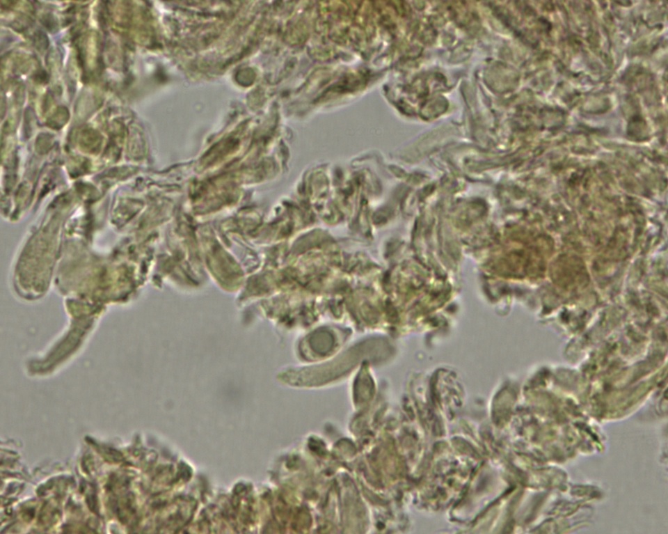 Lachnella villosa image