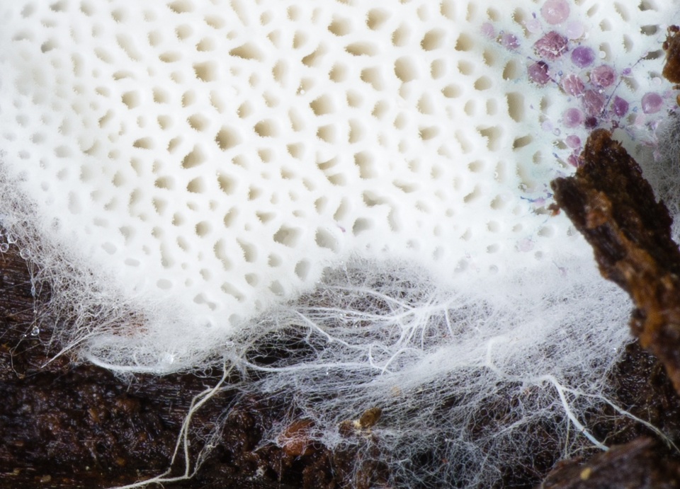 Piloderma byssinum image