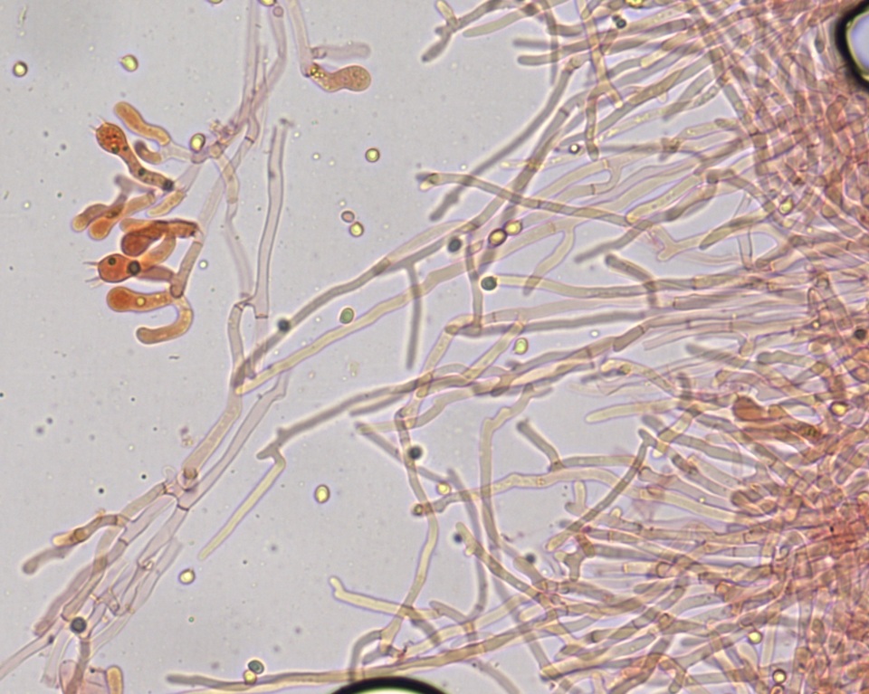 Piloderma byssinum image