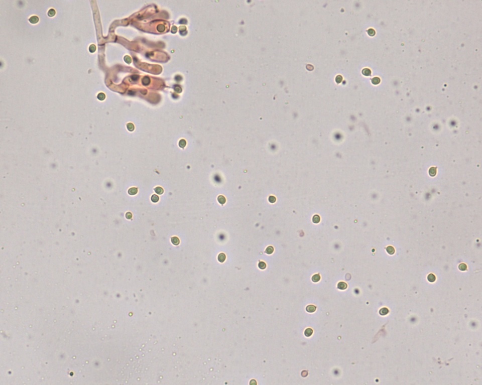 Piloderma byssinum image