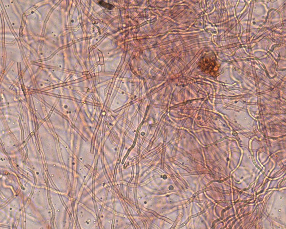 Piloderma byssinum image