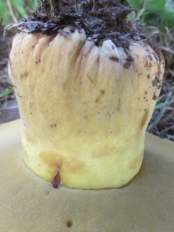 Phlebopus sudanicus image