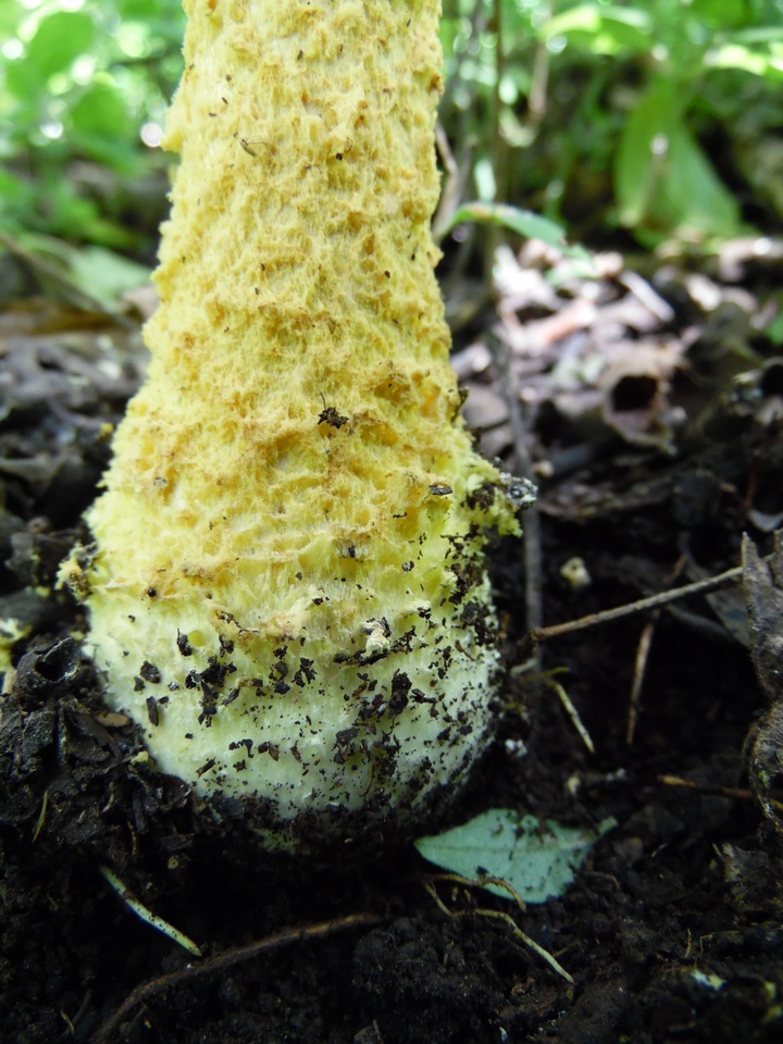 Amanita aureofloccosa image