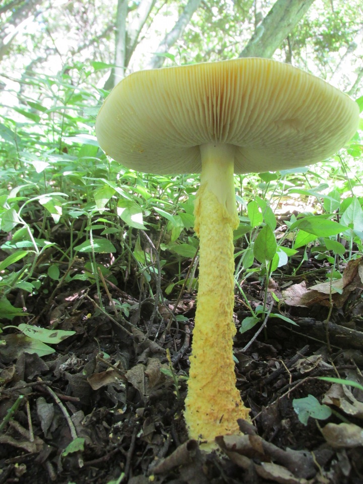 Amanita aureofloccosa image