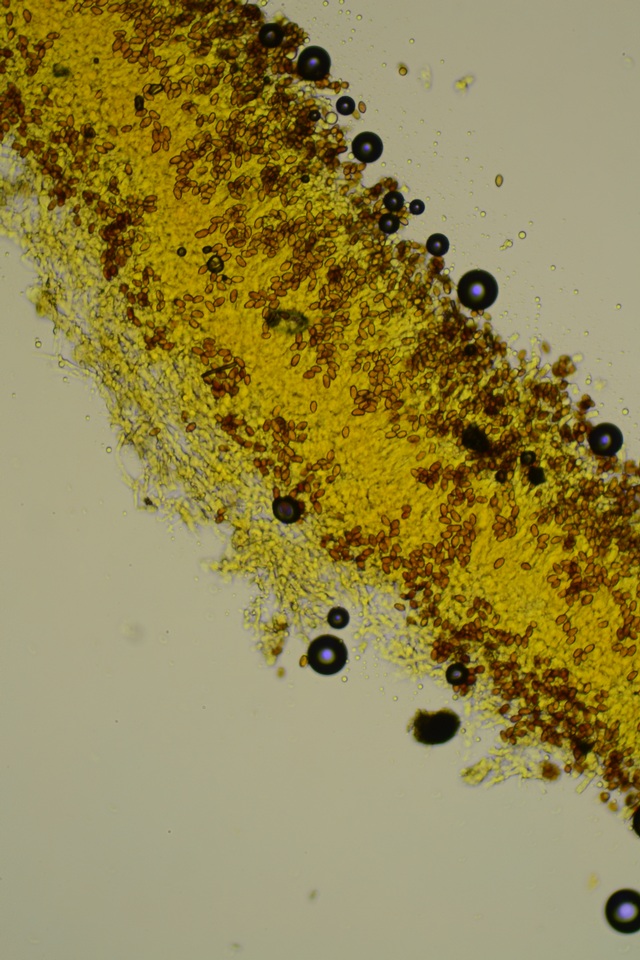 Coniophora arida image