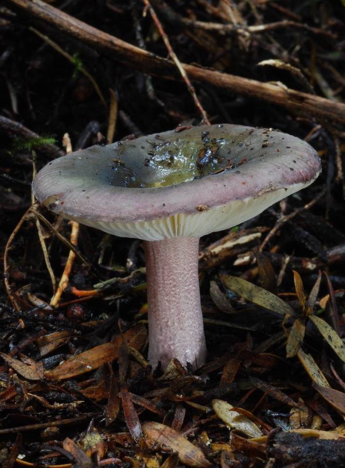 Russula macrocystidiata image