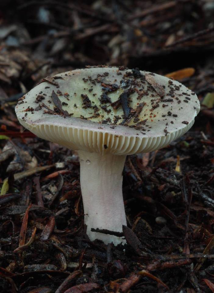 Russula macrocystidiata image