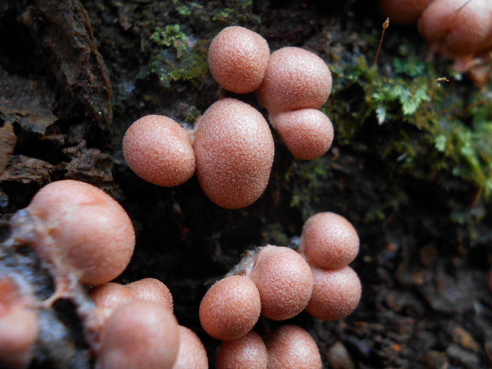 Lycogala epidendrum image
