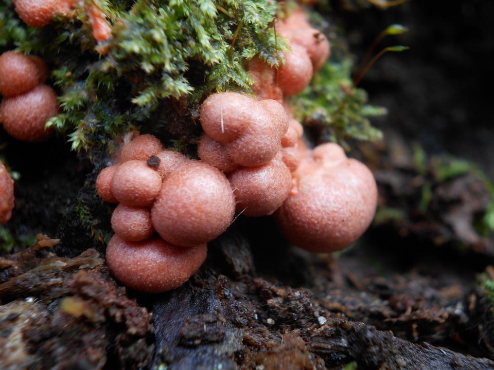 Lycogala epidendrum image