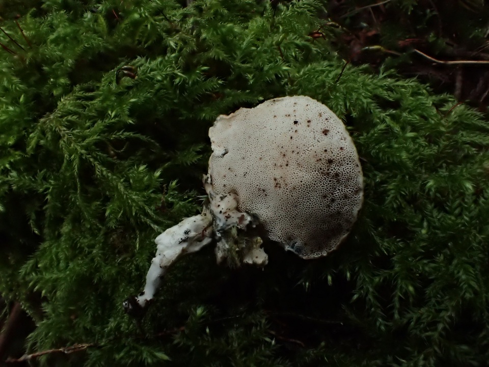 Postia ceriflua image