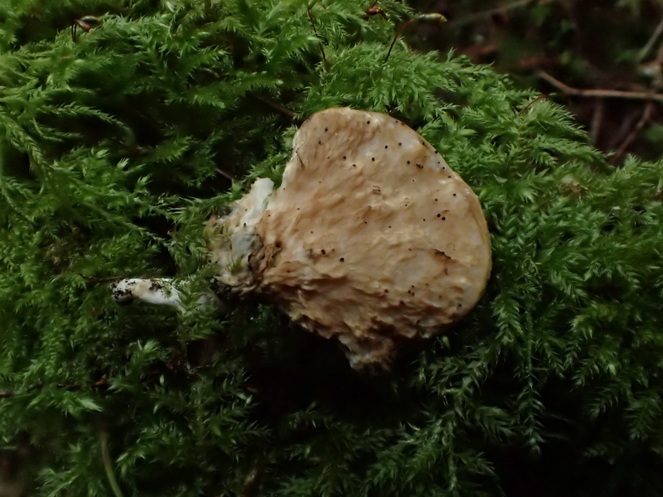 Postia ceriflua image