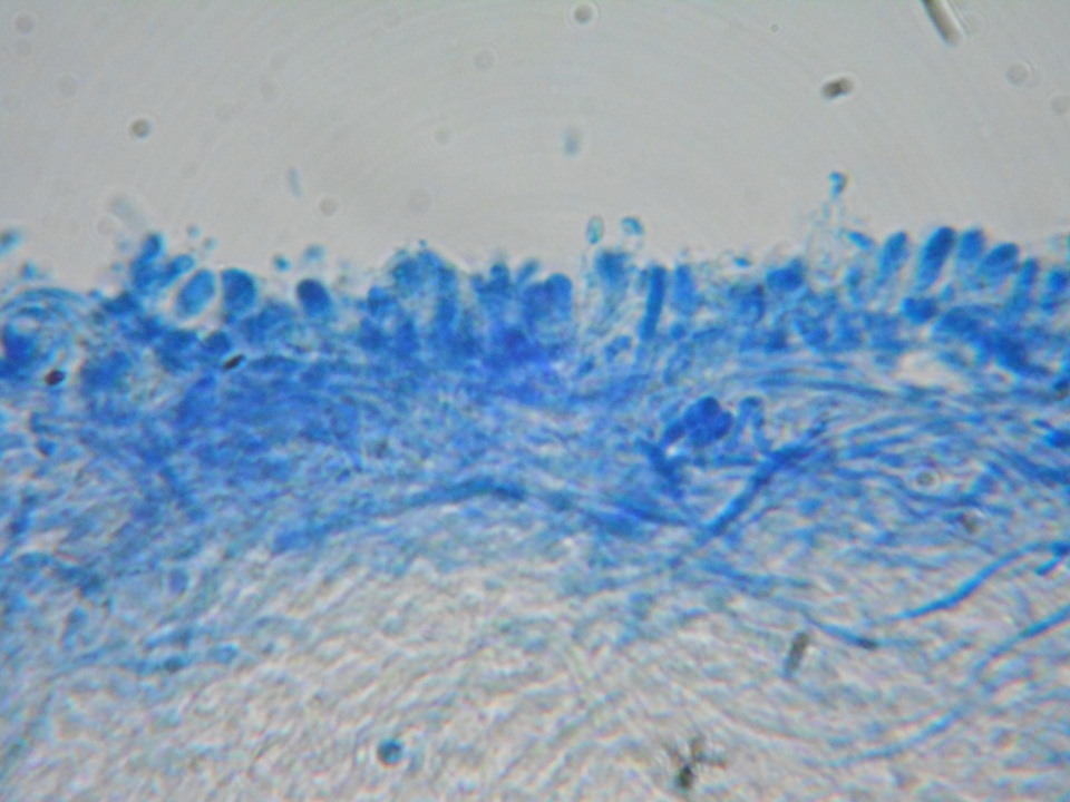 Postia ceriflua image