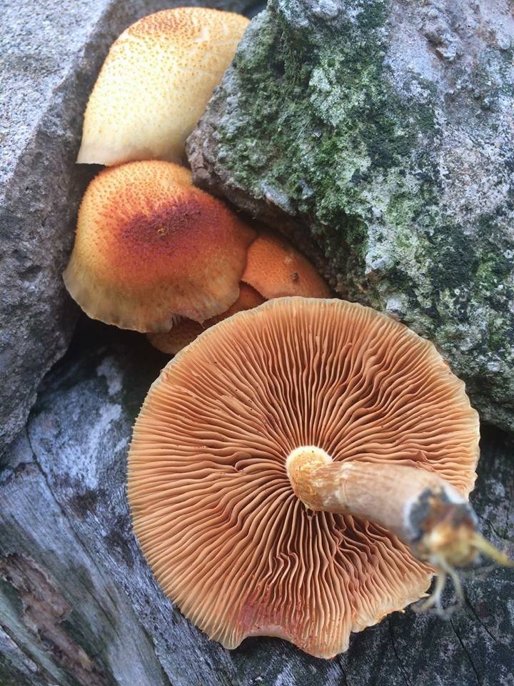 Gymnopilus chrysopellus image