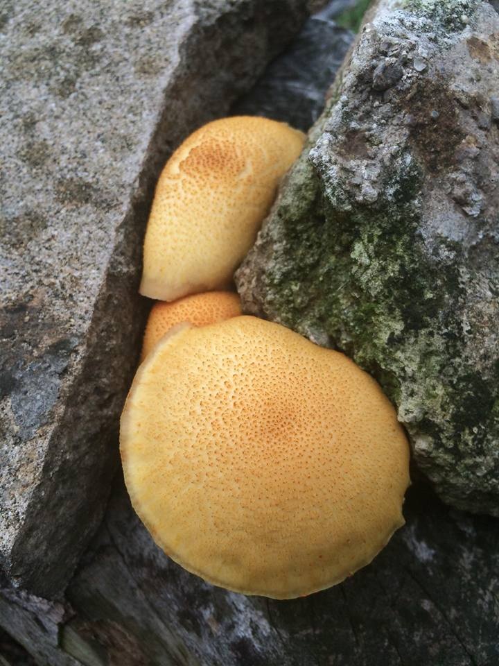 Gymnopilus chrysopellus image