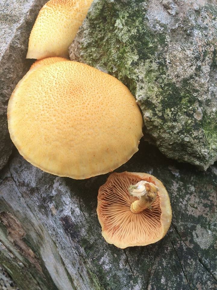 Gymnopilus chrysopellus image