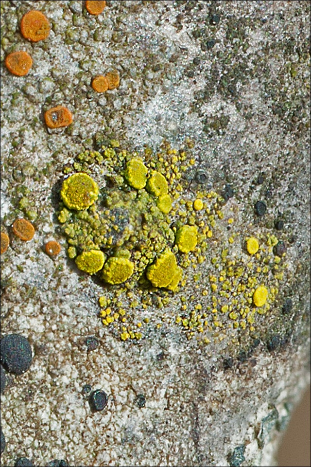 Candelariella xanthostigma image
