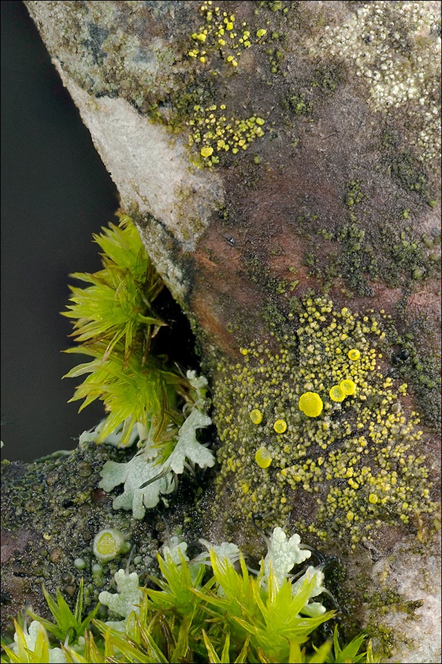 Candelariella xanthostigma image