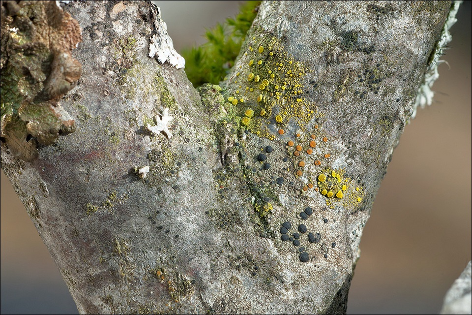 Candelariella xanthostigma image