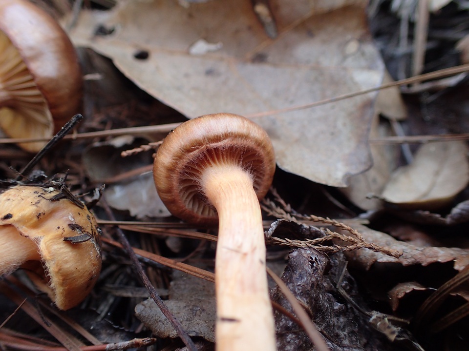 Chroogomphus jamaicensis image