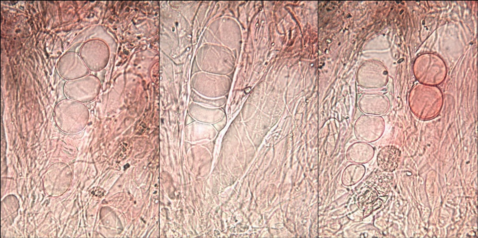 Circinaria contorta image