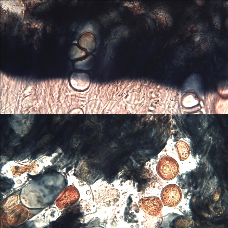 Circinaria contorta image