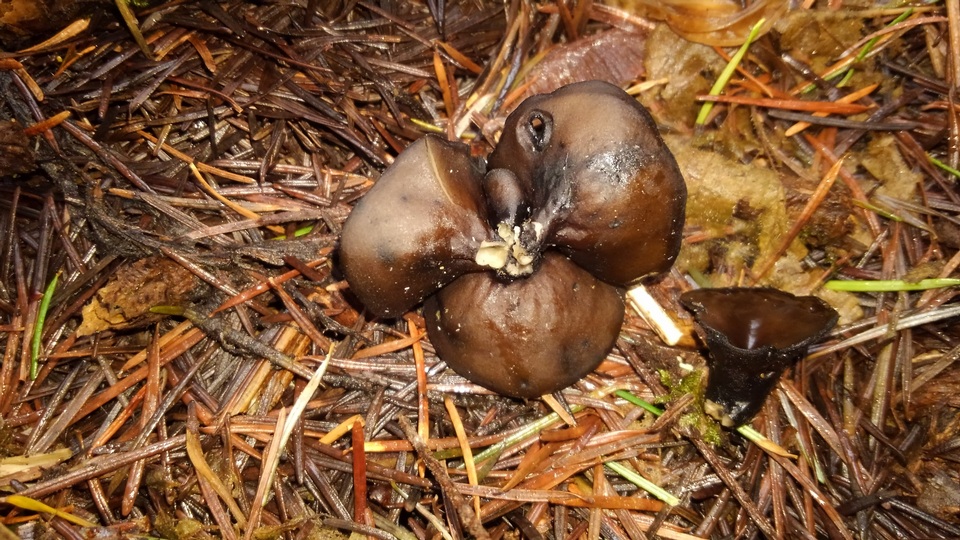 Pseudoplectania vogesiaca image