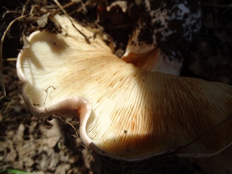 Tricholoma ustale image