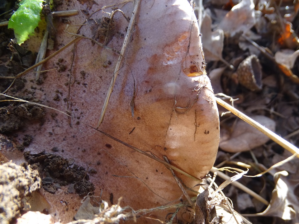 Tricholoma ustale image
