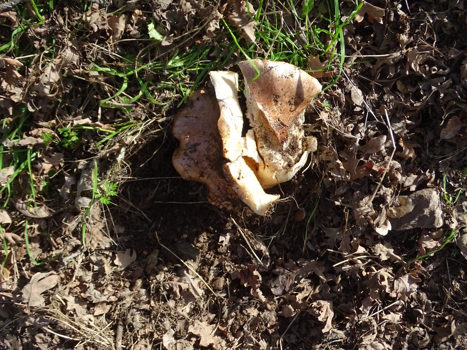 Tricholoma ustale image