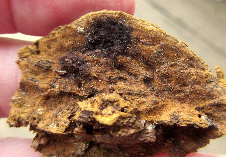 Fuscoporia ferruginosa image