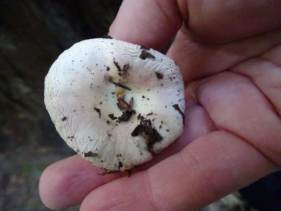 Russula ellenae image