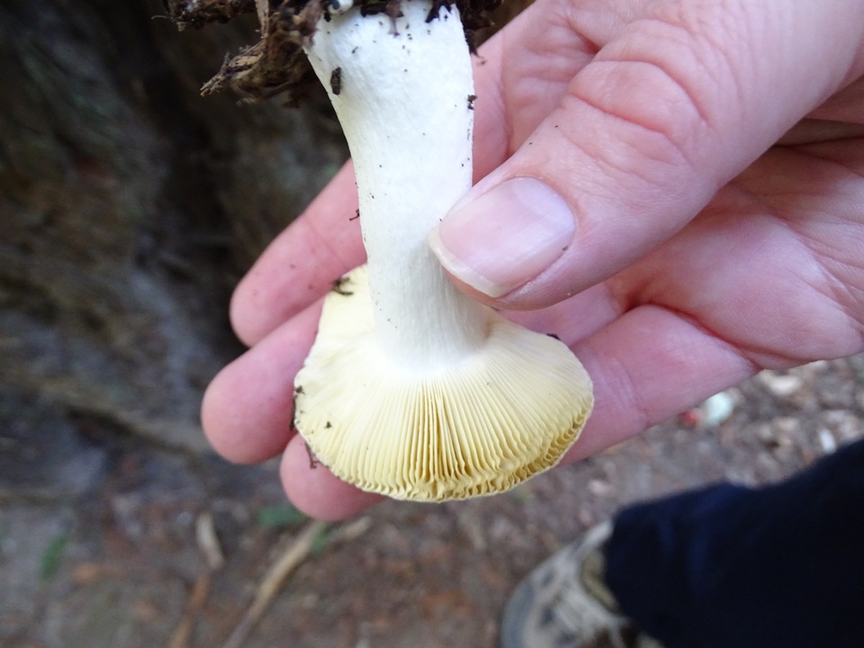 Russula ellenae image