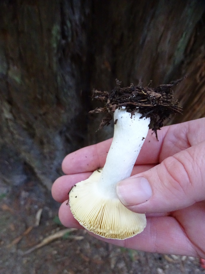 Russula ellenae image