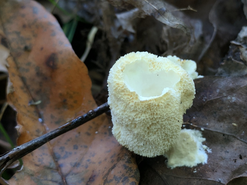 Oxyporus corticola image