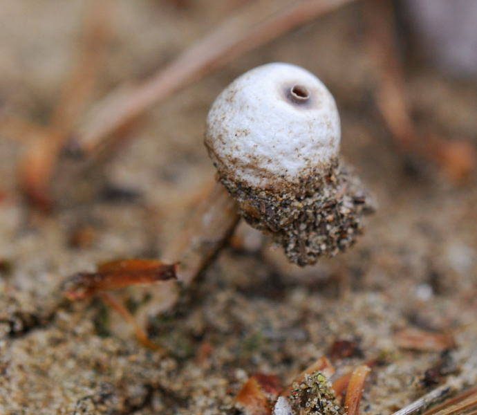 Tulostoma beccarianum image