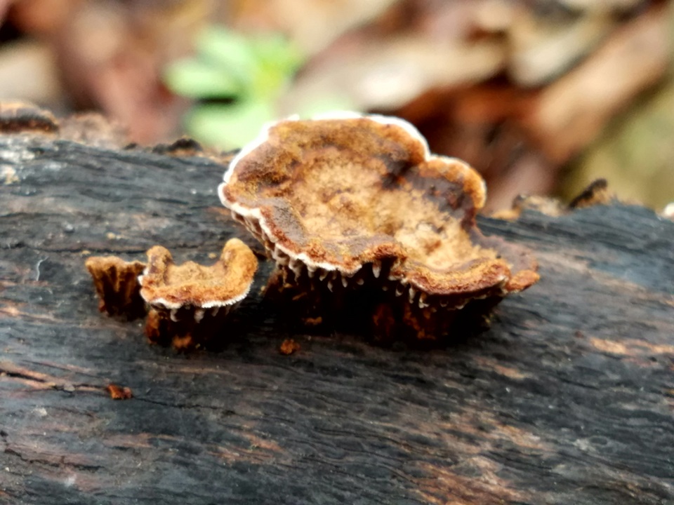 Gloeophyllum striatum image