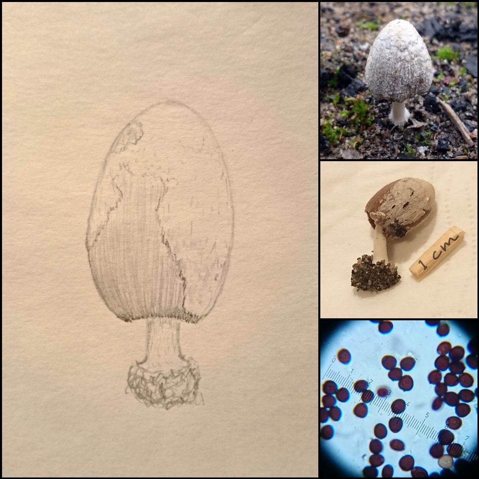 Coprinopsis gonophylla image