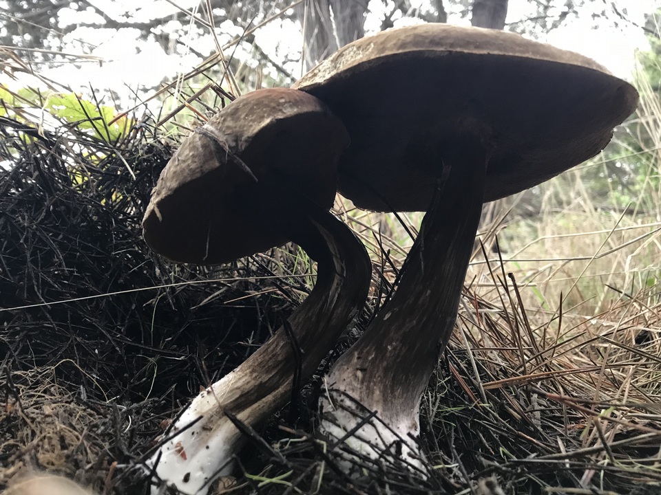 Amauroderma boleticeum image