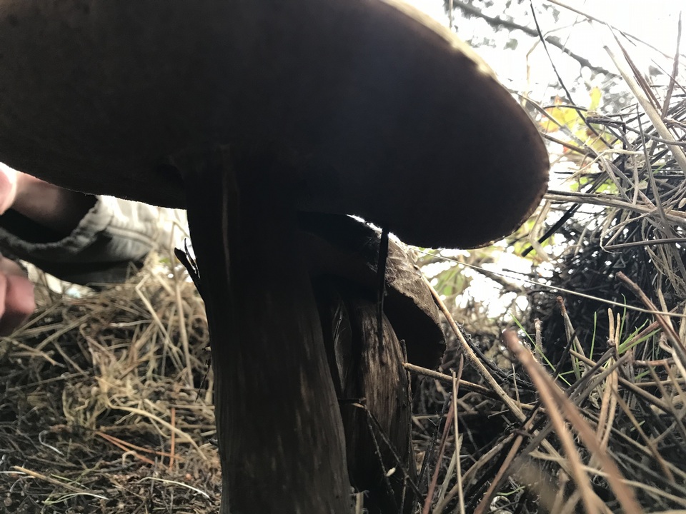 Amauroderma boleticeum image