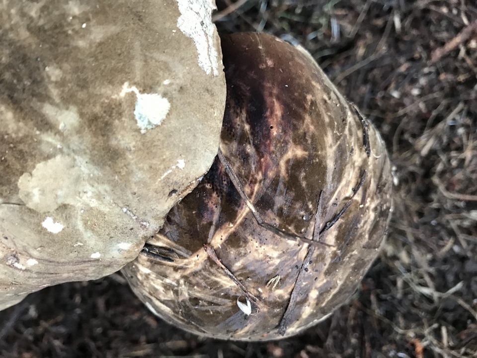 Amauroderma boleticeum image