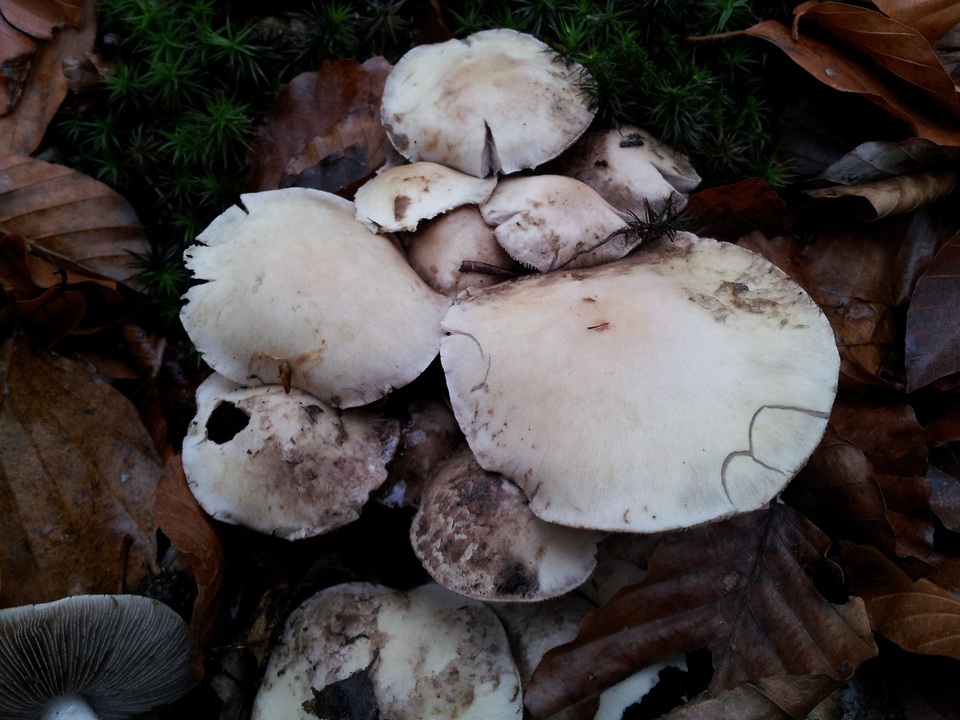 Psathyrella cotonea image