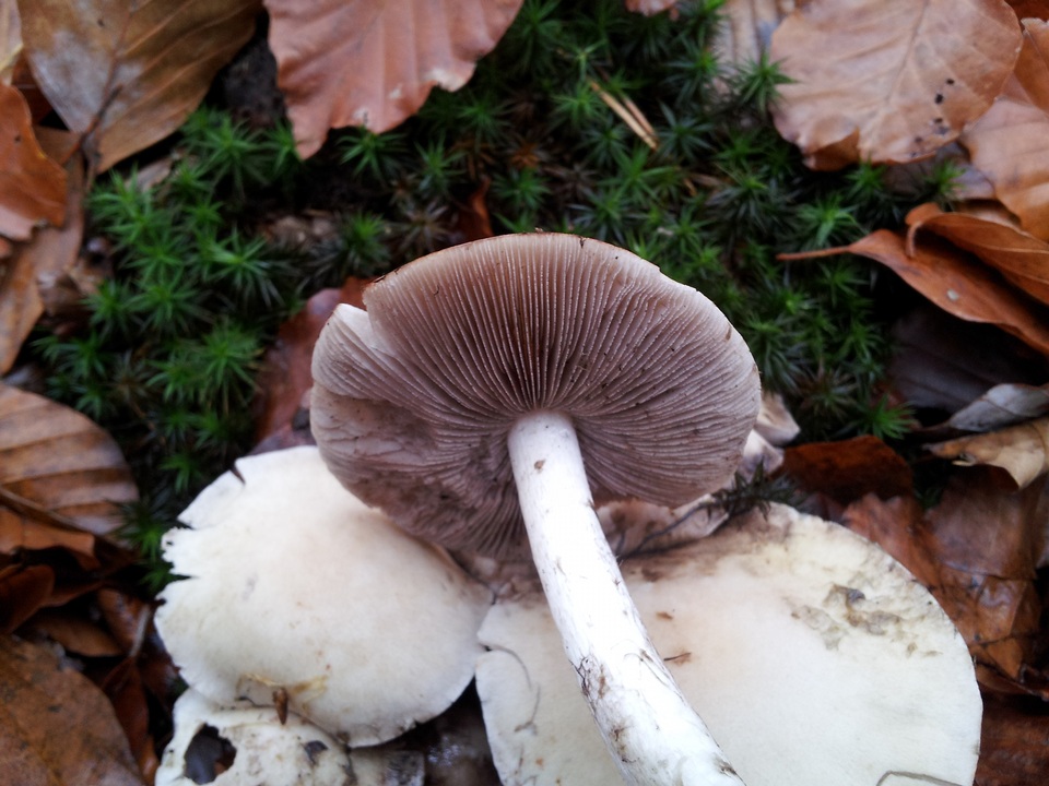 Psathyrella cotonea image