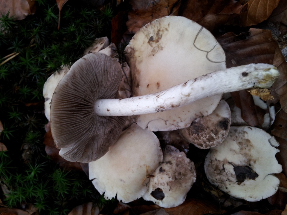 Psathyrella cotonea image