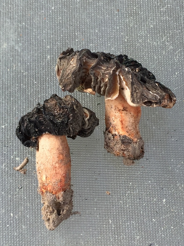 Morchella populiphila image