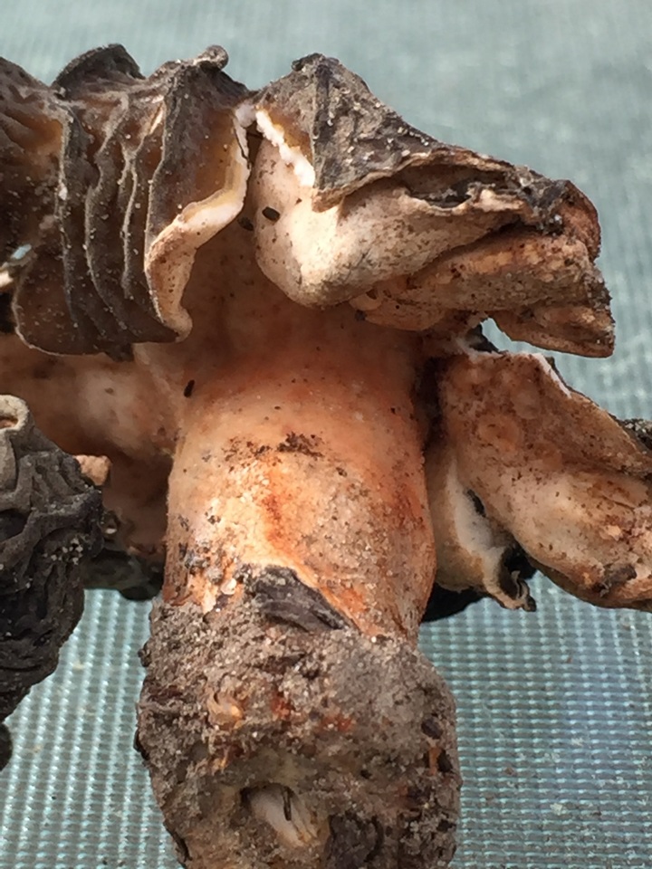 Morchella populiphila image