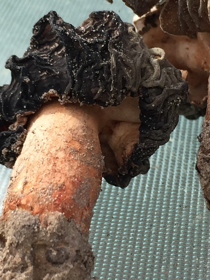 Morchella populiphila image